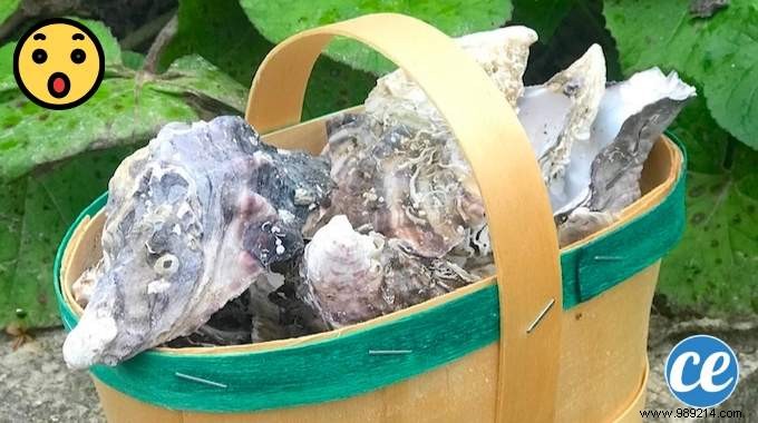 13 Proven Ways to Repurpose Oyster Shells for Gardening, Home, and Beyond