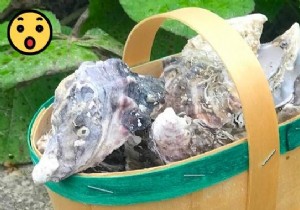 13 Proven Ways to Repurpose Oyster Shells for Gardening, Home, and Beyond