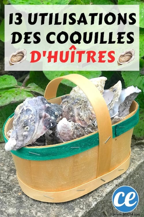 13 Proven Ways to Repurpose Oyster Shells for Gardening, Home, and Beyond