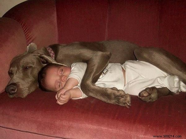 34 Heartwarming Photos: Why Every Child Benefits from Growing Up with a Dog or Cat