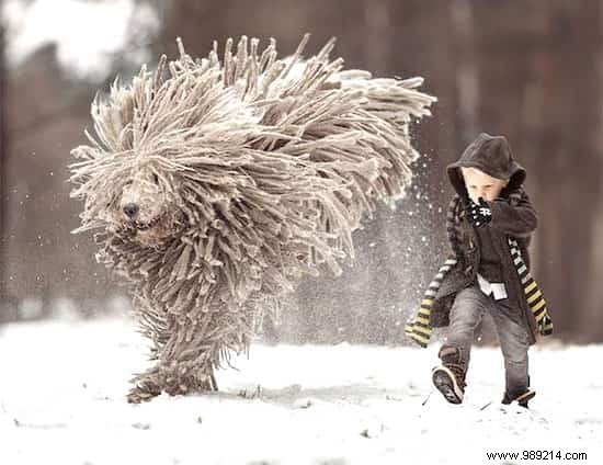 Heartwarming Photos: Giant Dogs and Their Young Owners by Renowned Photographer Andy Seliverstoff
