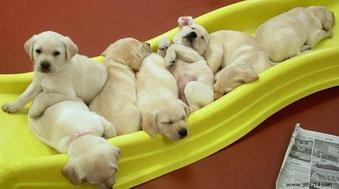 DIY Cardboard Stair Slide: Free, 2-Minute Fun Your Kids Will Love