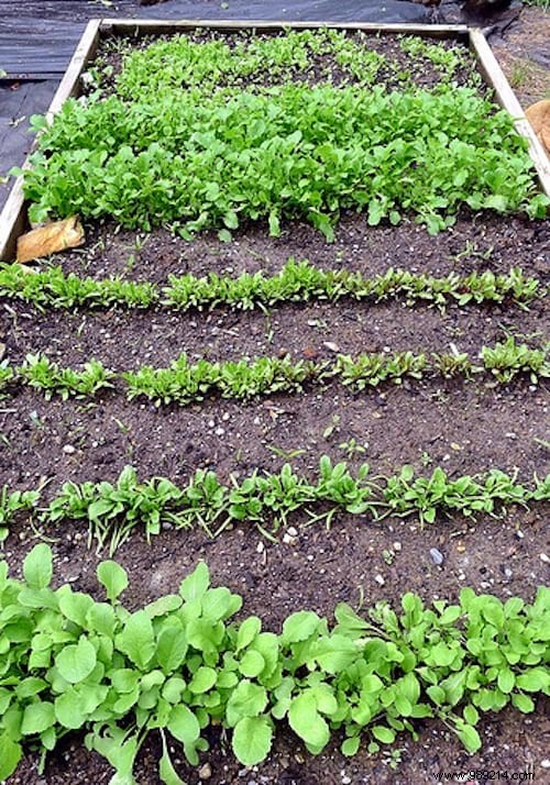 How a Family Mini Vegetable Garden Won Over My Picky Eaters