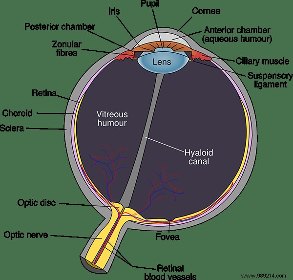 Do Dark Themes Really Save Battery and Reduce Eye Strain? The Science Explained