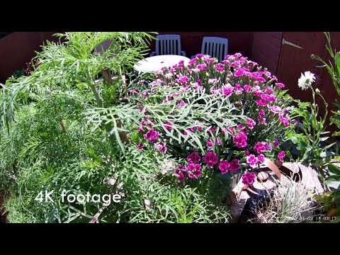 AKASO Brave 6 Plus Action Camera Review: Capture Every Adventure with Pro-Level Features