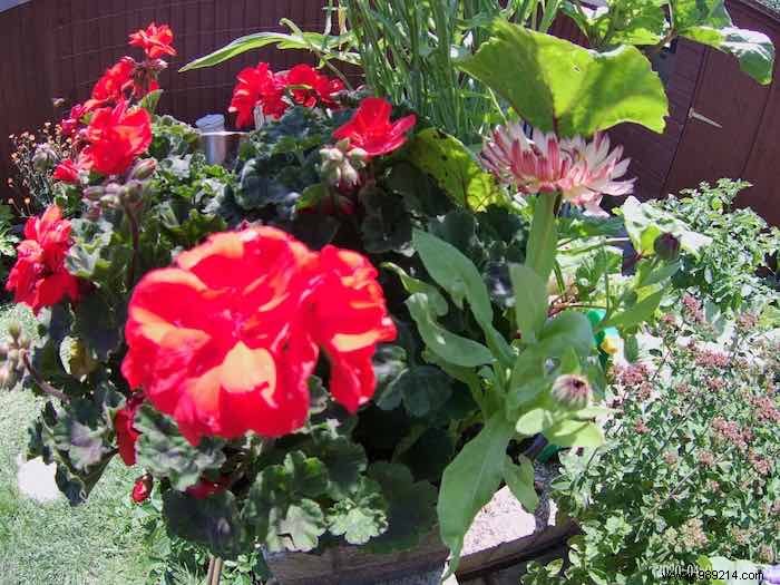 AKASO Brave 6 Plus Action Camera Review: Capture Every Adventure with Pro-Level Features