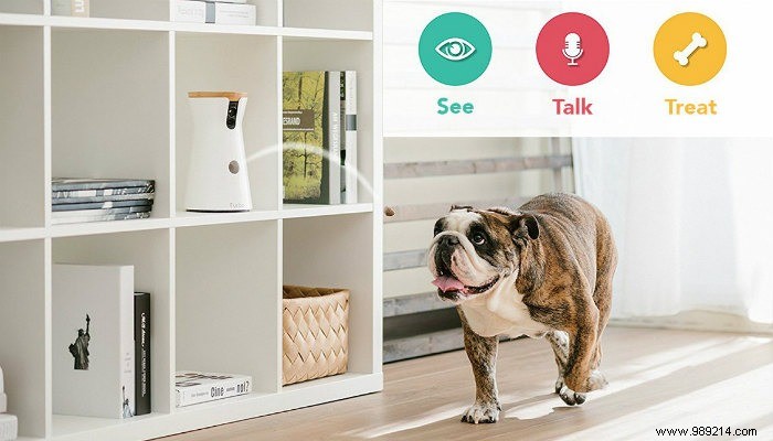 5 Best High-Tech Gadgets for Dogs: Boost Safety, Health, and Happiness