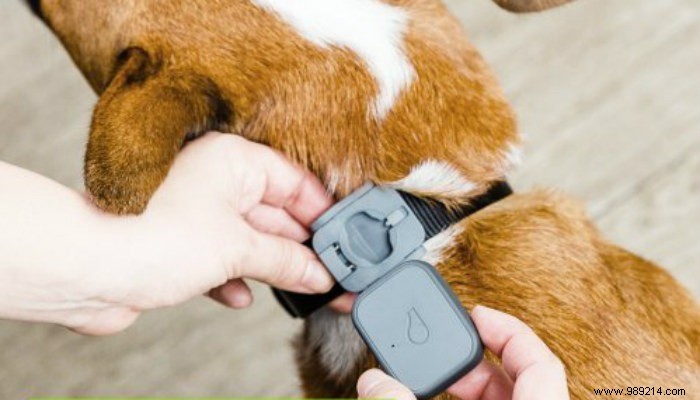 5 Best High-Tech Gadgets for Dogs: Boost Safety, Health, and Happiness