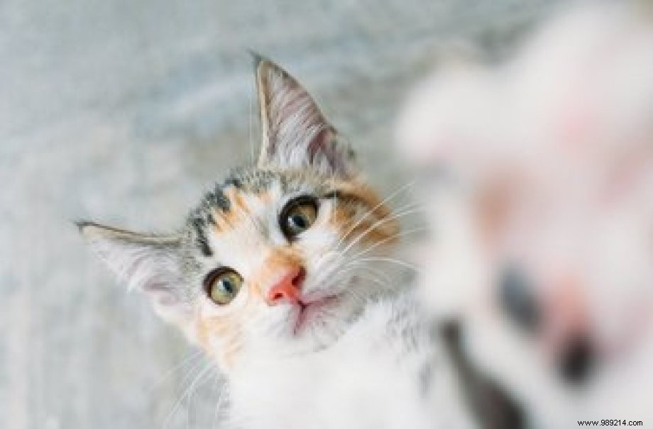 9 Expert Camera Tips and Tricks for Samsung Galaxy S20 and S20+