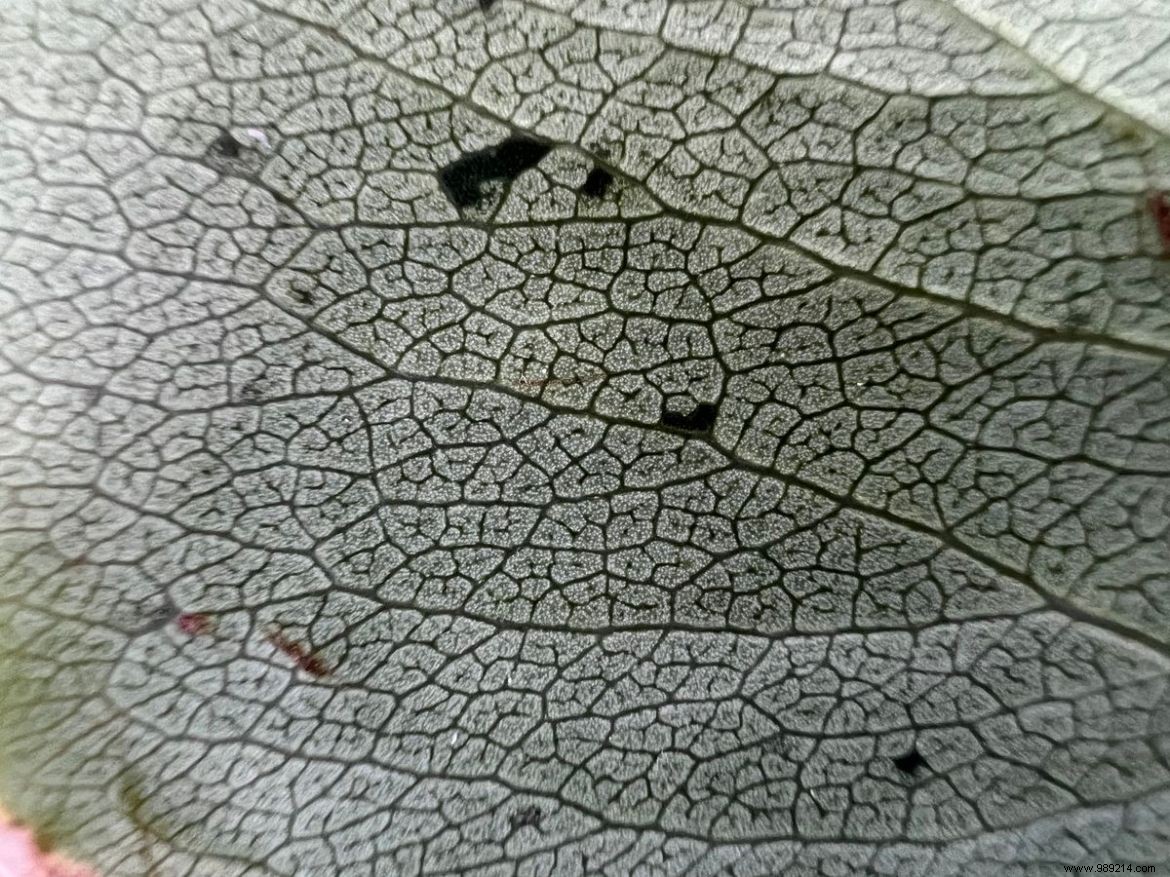 Master iPhone 13 Pro Macro Mode: How to Enable, Use, and Control It