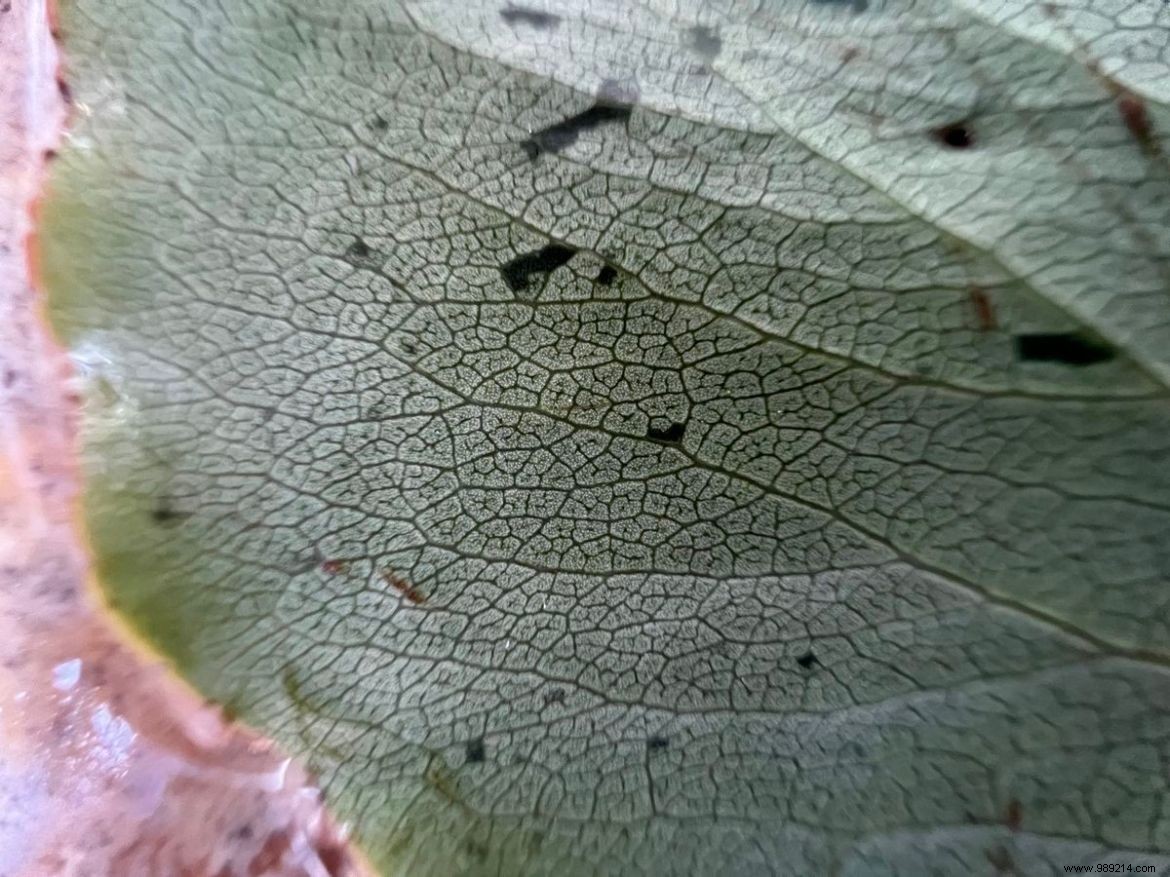 Master iPhone 13 Pro Macro Mode: How to Enable, Use, and Control It