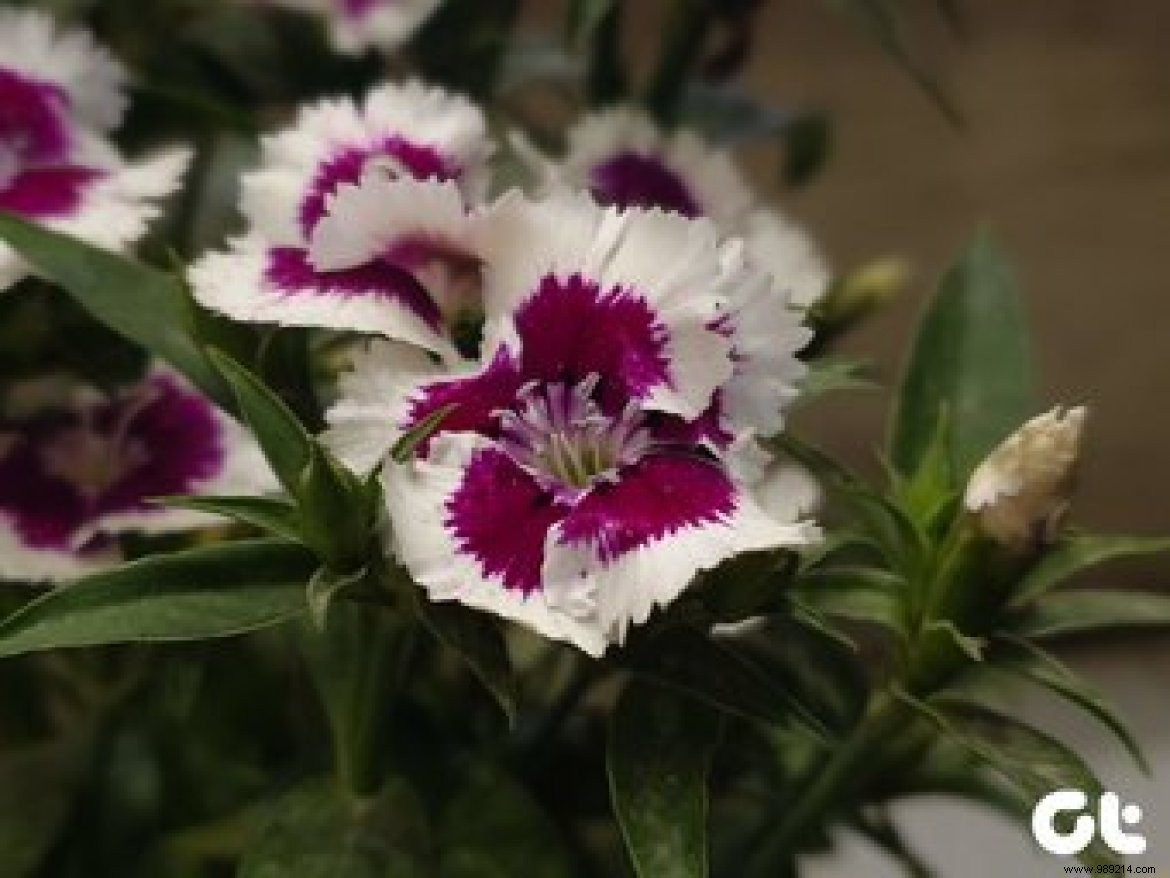 9 Pro Camera Tips for Samsung Galaxy S10 & S10+ to Master Your Shots