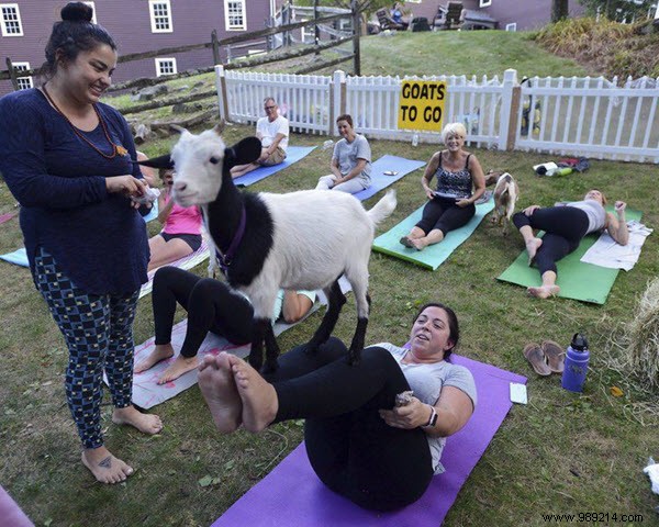 How Sponsoring Goat Yoga Events Drives Real Business Growth