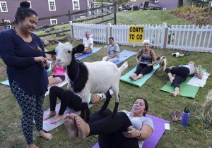How Sponsoring Goat Yoga Events Drives Real Business Growth
