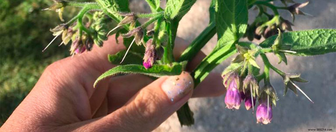 Forage Nature s Superfoods: Go Wild Picking with Experts Yvet and Leoniek