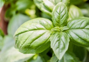 How to Freeze Fresh Herbs: Expert Tips for Maximum Flavor Retention