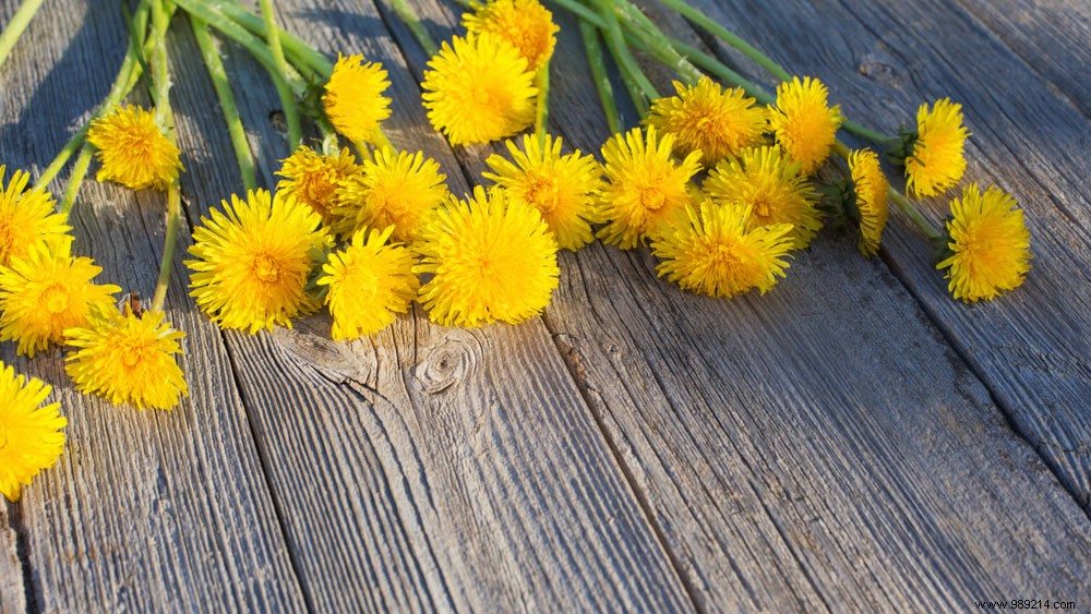 Are Dandelions Edible? Safe Ways to Enjoy Their Health Benefits