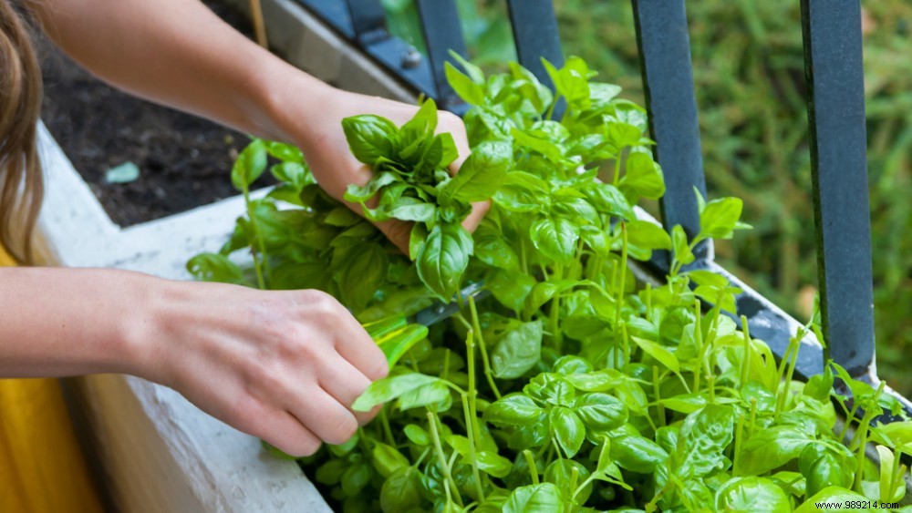 3 Proven Ways to Dry Fresh Herbs at Home