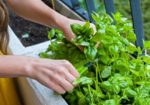 3 Proven Ways to Dry Fresh Herbs at Home