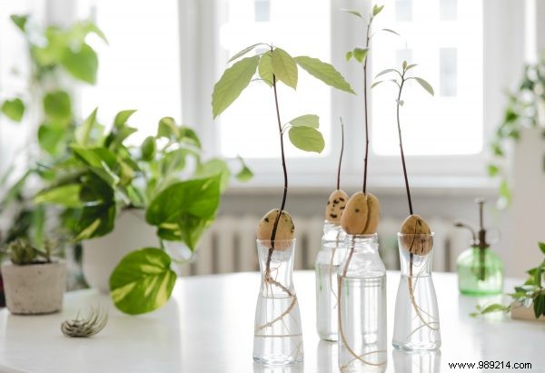 How to Grow an Avocado Tree from a Pit: Simple Step-by-Step Guide