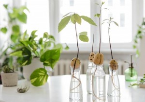 How to Grow an Avocado Tree from a Pit: Simple Step-by-Step Guide