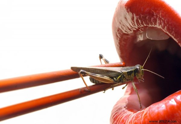 Eating Insects on the Rise: Survey Shows 1 in 6 Westerners Open to the Trend