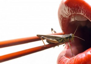 Eating Insects on the Rise: Survey Shows 1 in 6 Westerners Open to the Trend