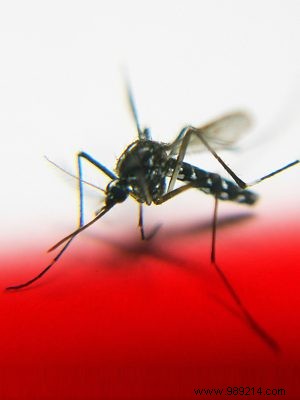 Why Mosquitoes Target Tall and Overweight People: Insights from Scottish Researchers