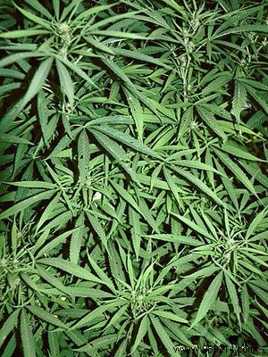 Medical Cannabis Prescriptions Surge 80% Since 2006