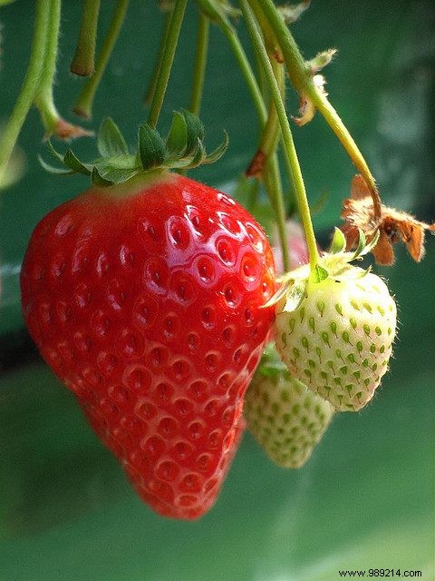 Lowest-Calorie Fruits for Smart Snacking: Berries, Melons, and More Compared