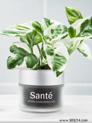 Houseplants: Nature s Ultimate Wellness Boost, Backed by Experts