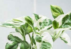 Houseplants: Nature s Ultimate Wellness Boost, Backed by Experts