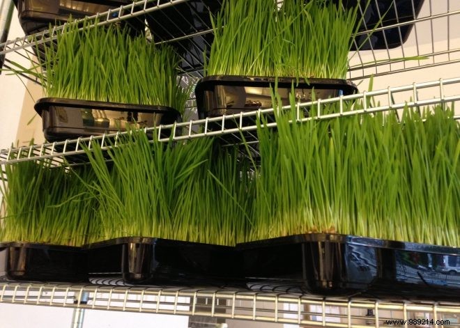 BeBio Workshop: Achieve Optimal Health with Expert Coach Tessa van der Steen