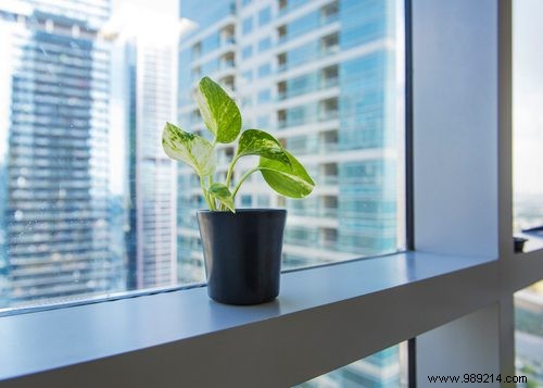 Boost Your Office Productivity by 15% with Desk Plants – Research-Backed Benefits