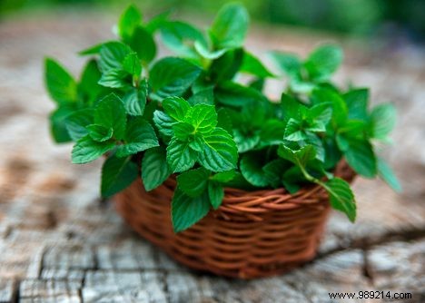 3 Surprising Facts About Mint Every Home Gardener Should Know