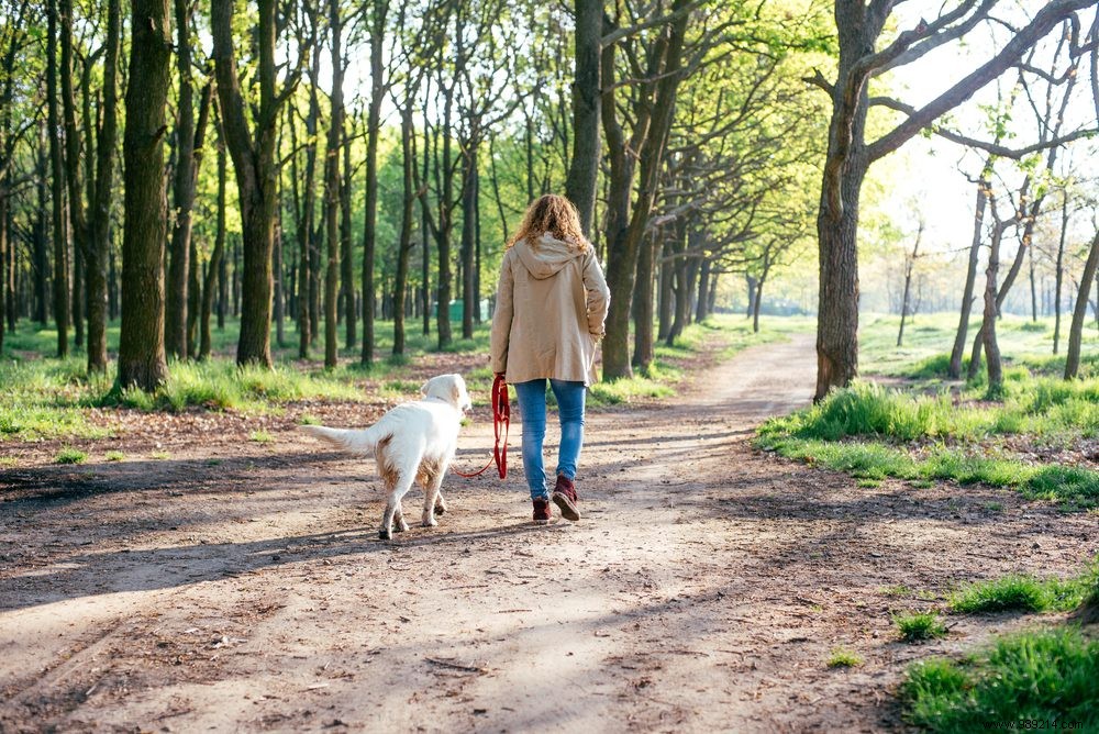 Walk with Your Neighbor s Dog: Ideal for Busy Lives and Dog Lovers