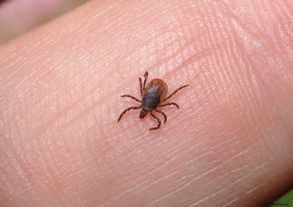 1 in 5 Tick Bites Occur in Urban Areas: Essential Insights for City Residents