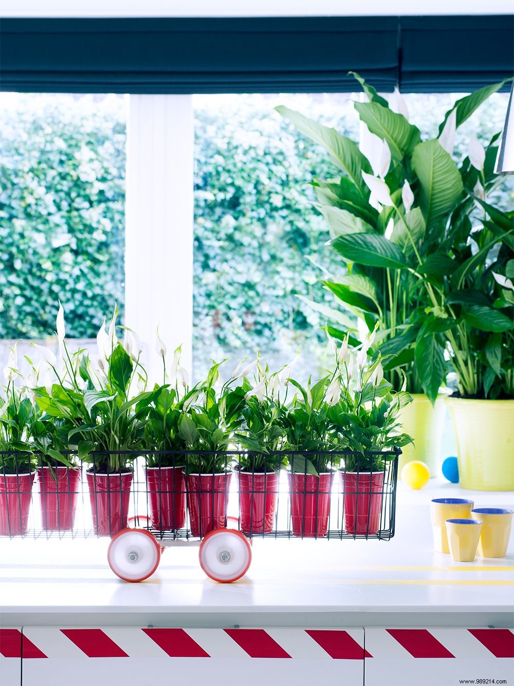 8 Essential Houseplants for Healthier Indoor Air and Well-Being
