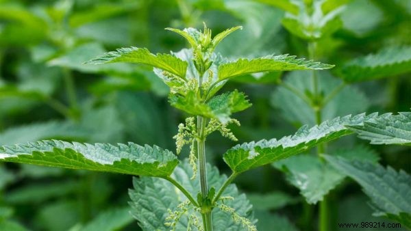 How to Relieve Itching from Nettle Stings: Proven Remedies