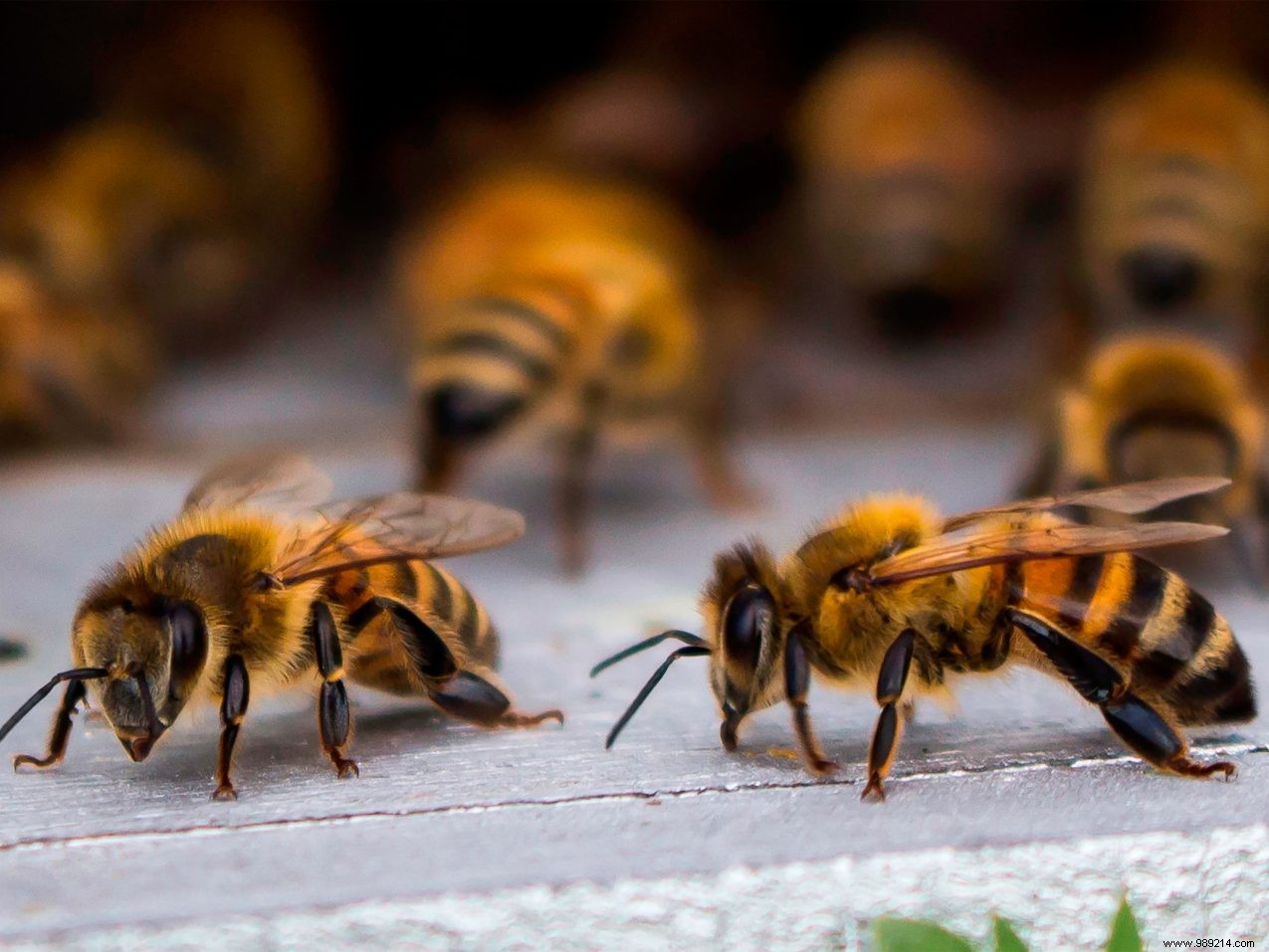 First Aid for Bee and Wasp Stings: Expert Steps to Take Immediately