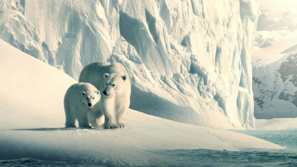 7 Must-Watch Netflix Documentaries: Stunning Insights into Nature and Climate