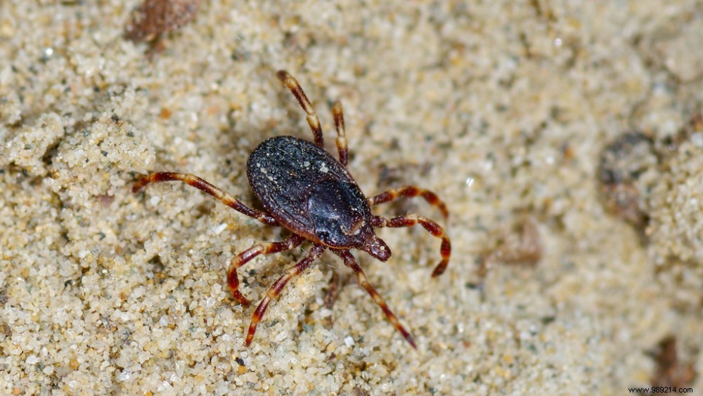 Giant Hyalomma Tick Found in the Netherlands: Key Facts and Risks