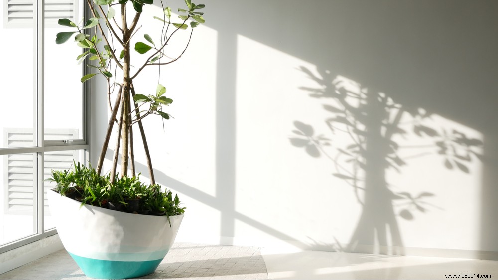 How to Purify Your Home s Air for Better Health: Proven Tips from Experts