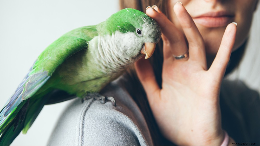Psittacosis Alert: Parrot Fever Cases Surging in the Netherlands
