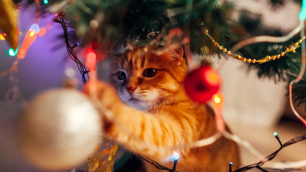 Holiday Hazards: Christmas Plants Toxic to Dogs and Cats
