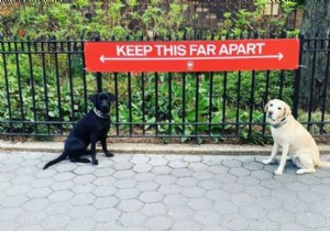 Animals Mastering Social Distancing: Hilarious Lessons from Nature During COVID