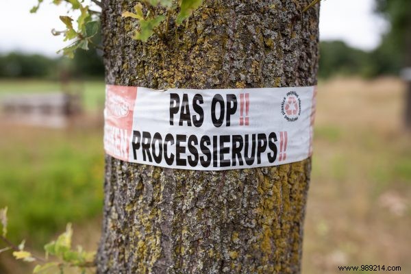 Oak Processionary Caterpillar: Proven Tips to Prevent and Treat Skin Irritations