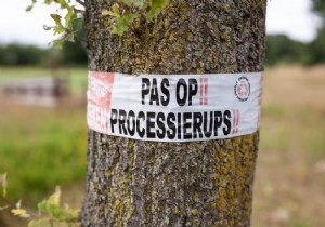 Oak Processionary Caterpillar: Proven Tips to Prevent and Treat Skin Irritations