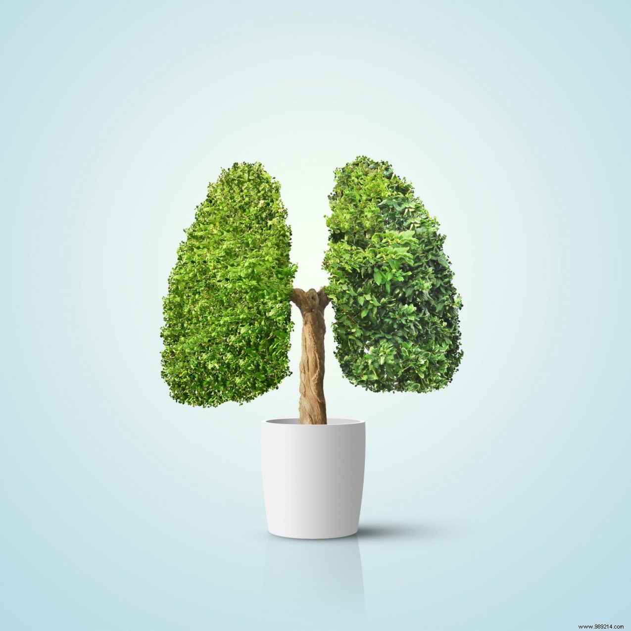 How Your Lungs Work: An Expert Guide to Respiration and Health