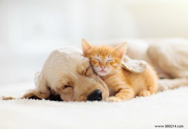 Why Watching Cute Animals Boosts Your Health: Enjoy These Videos for Animal Day